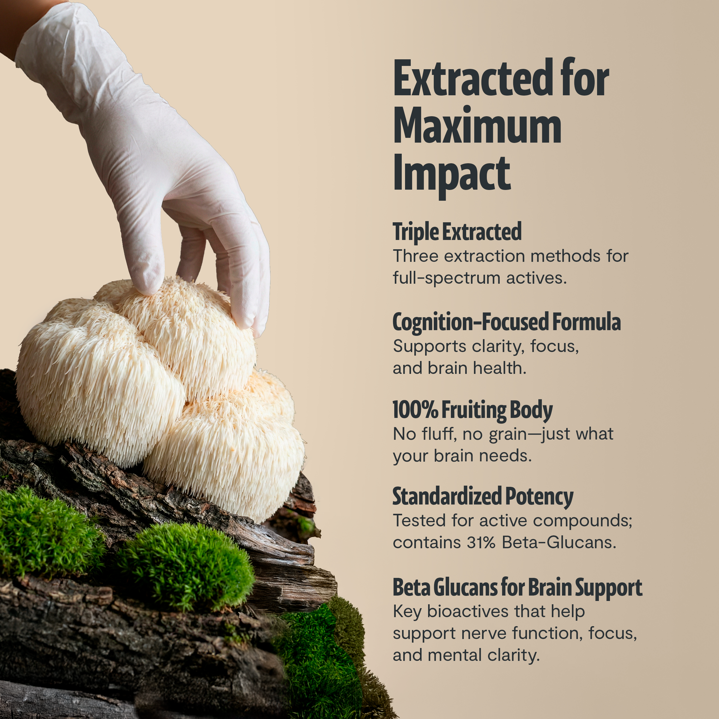 Organic Lion’s Mane Mushroom Powder