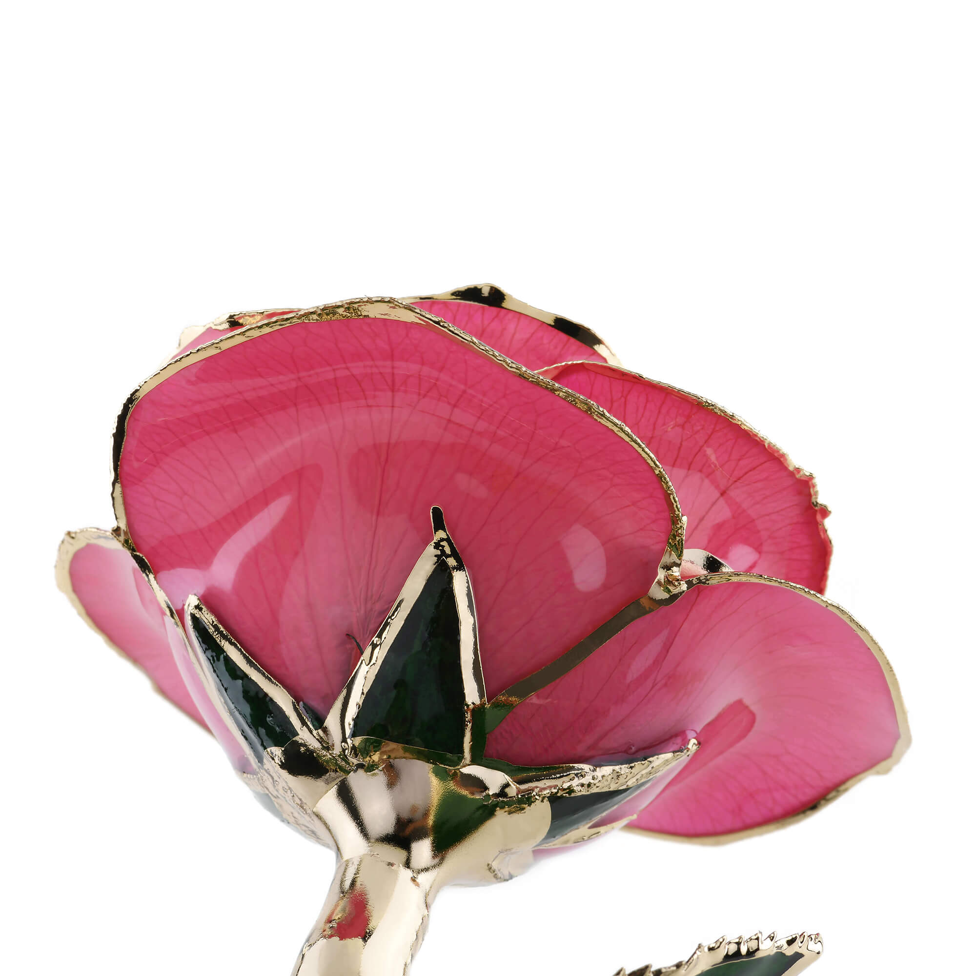 Timeless Rose (Pink)