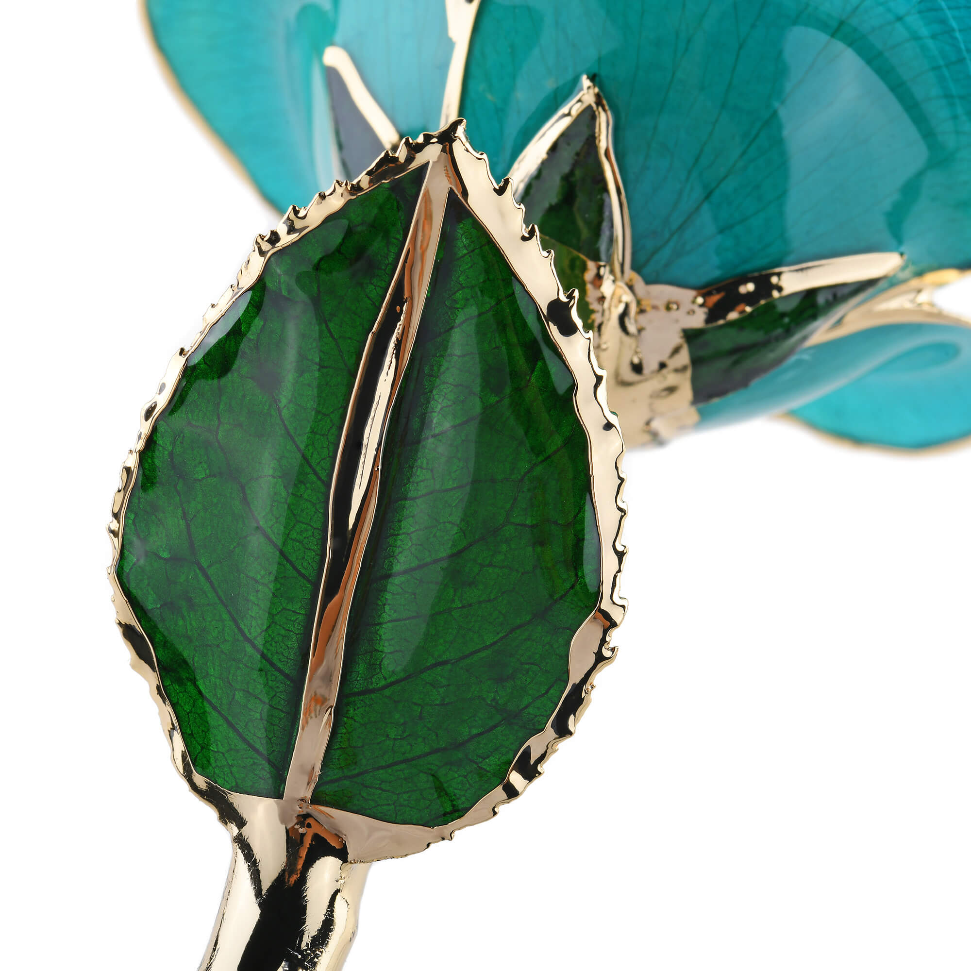 Timeless Rose (Teal)